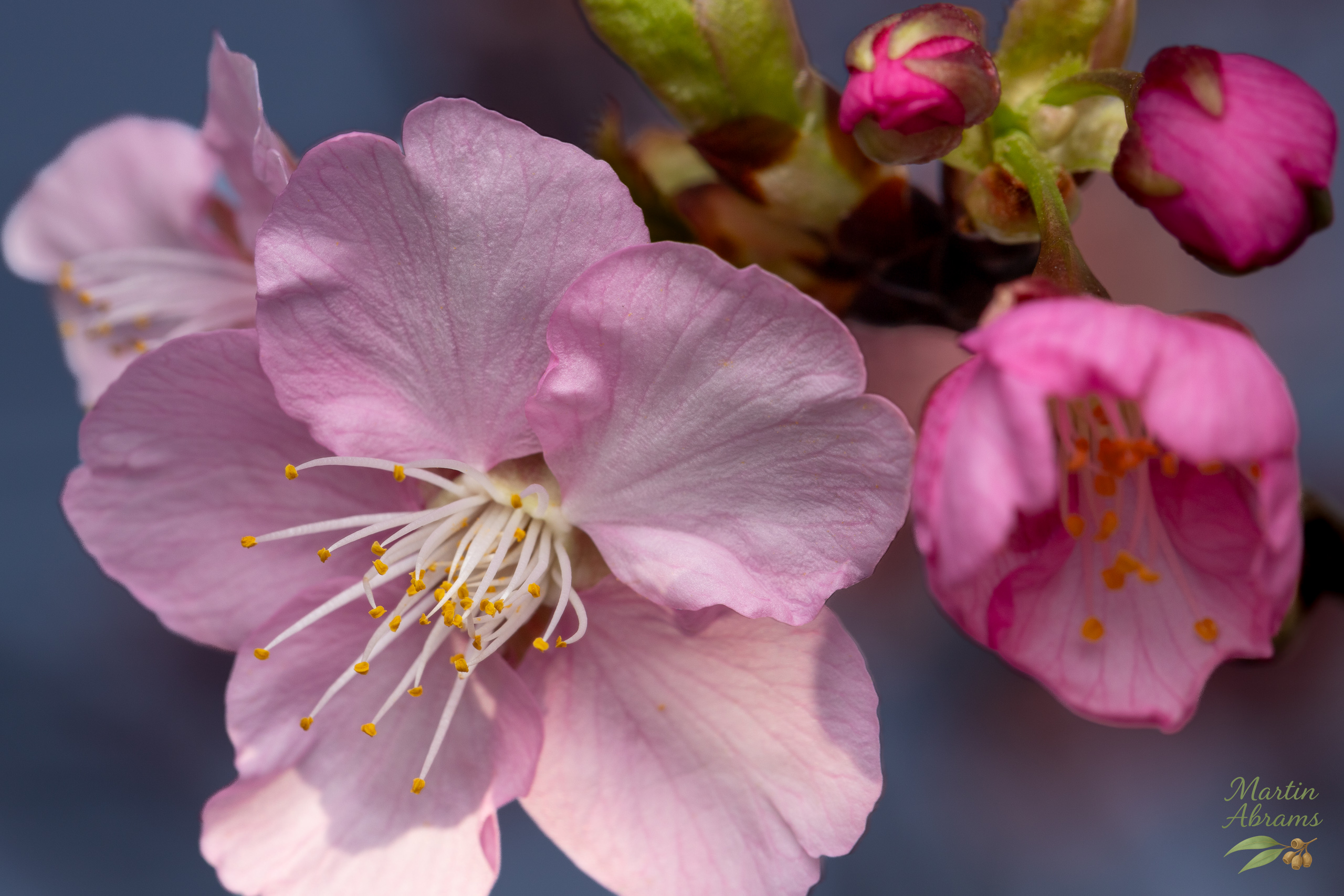 One pink plum blossom with other flowers